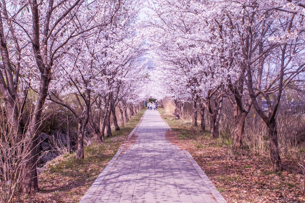 a pathway lined with trees with pink flowers
