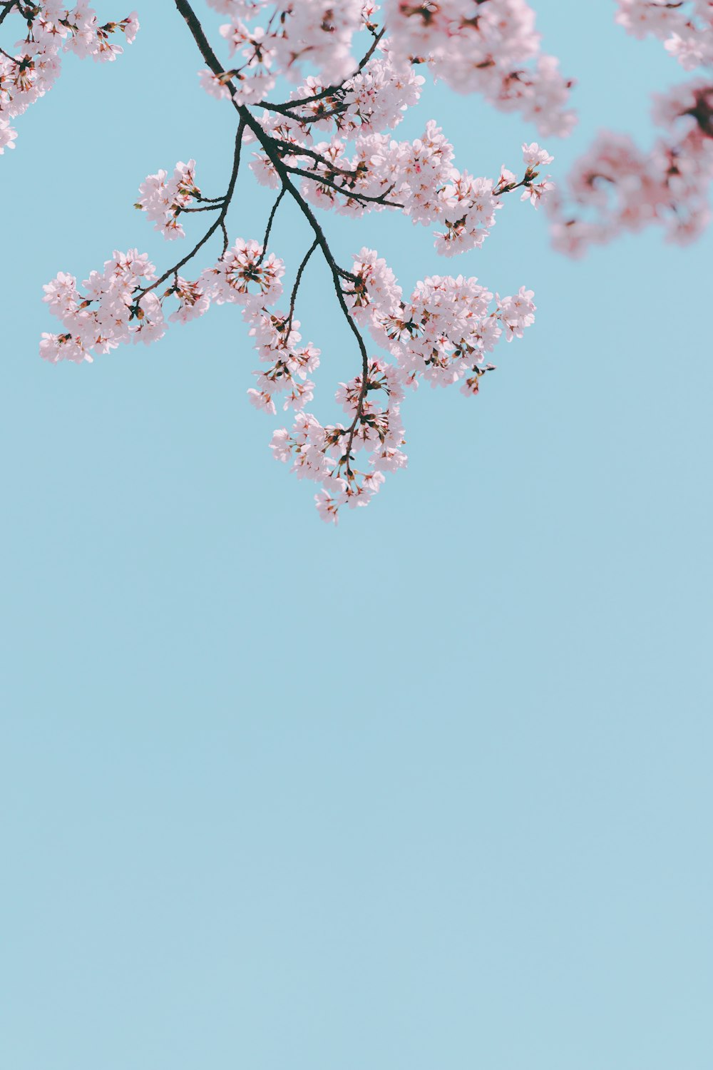 a pink flowered tree branch against a blue sky