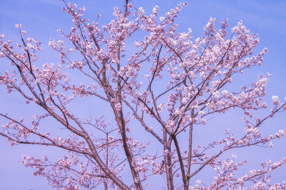 a tree with lots of pink flowers on it