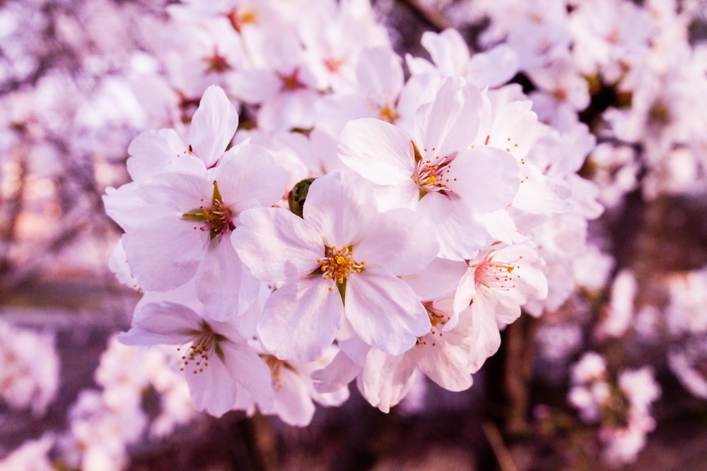 a close up of a bunch of white flowers