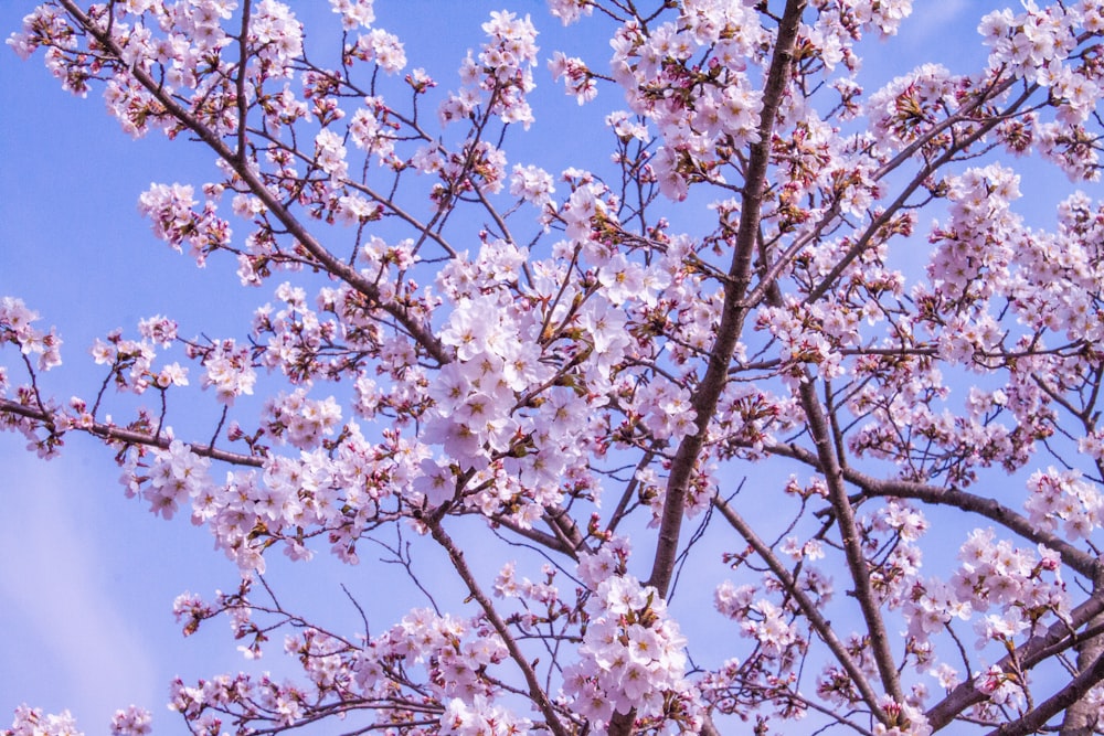 a tree with lots of pink flowers on it