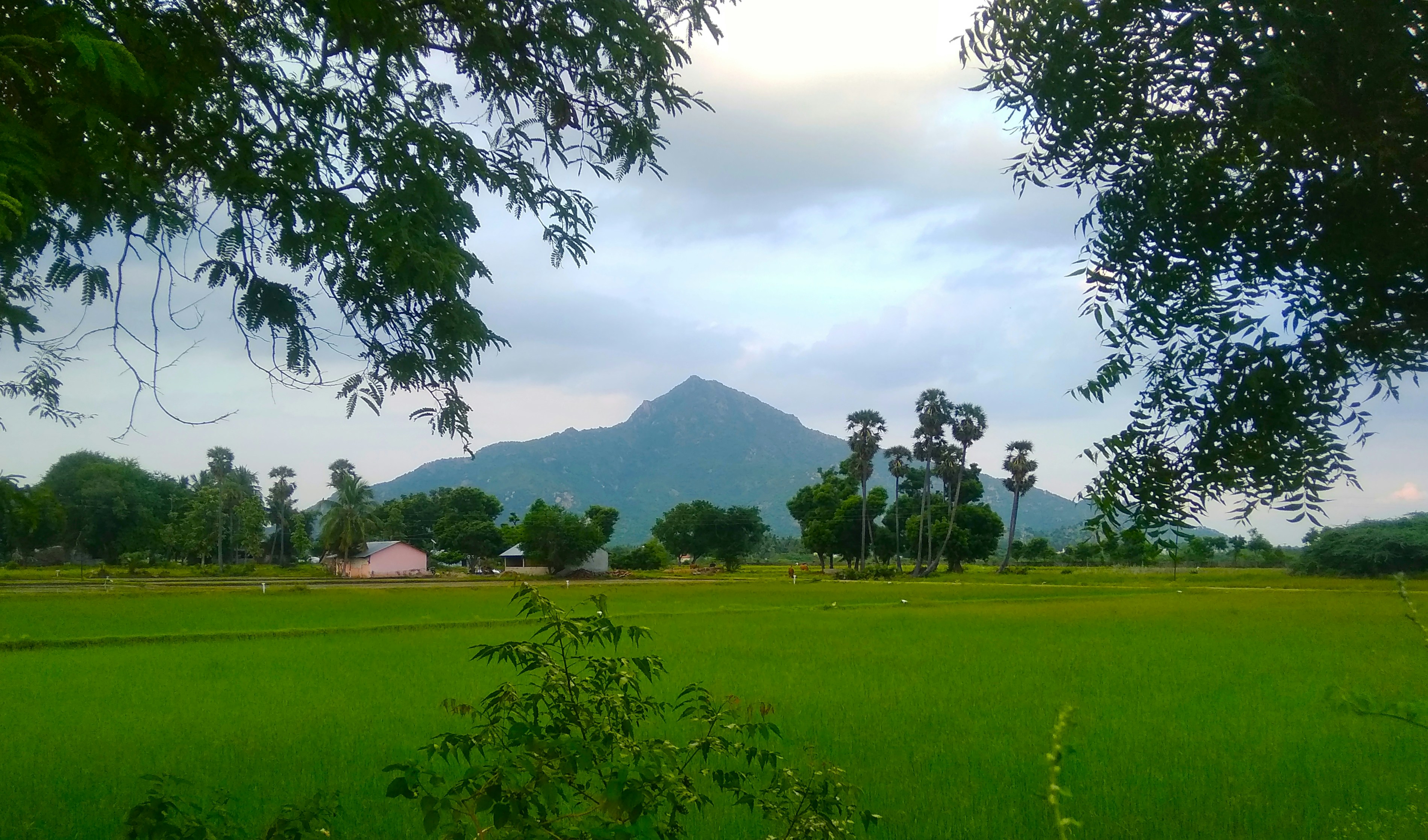 Lapangan hijau subur dengan latar belakang gunung