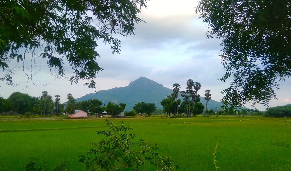 a lush green field with a mountain in the background