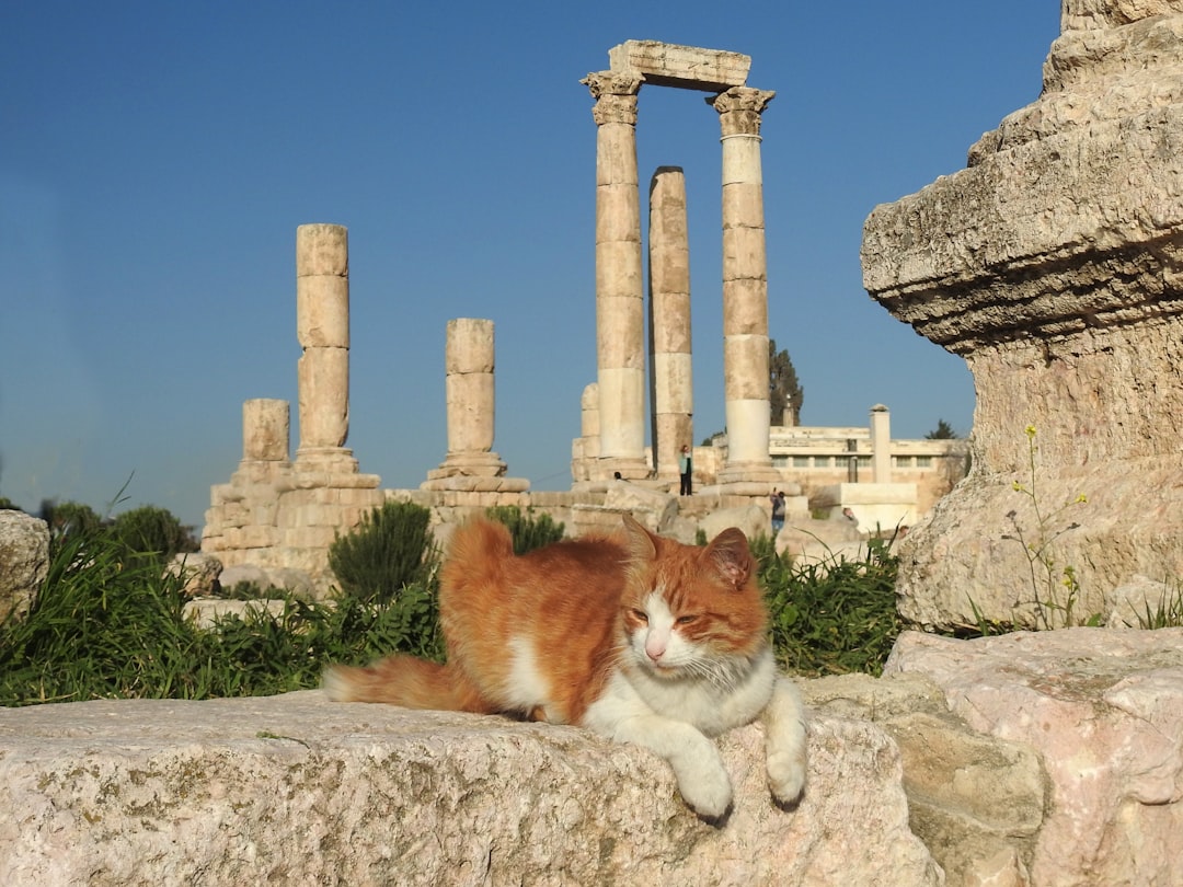 an orange and white cat sitting on top of a rock,