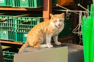 A curious cat sitting on a stack of shipping boxes, symbolizing logistics.