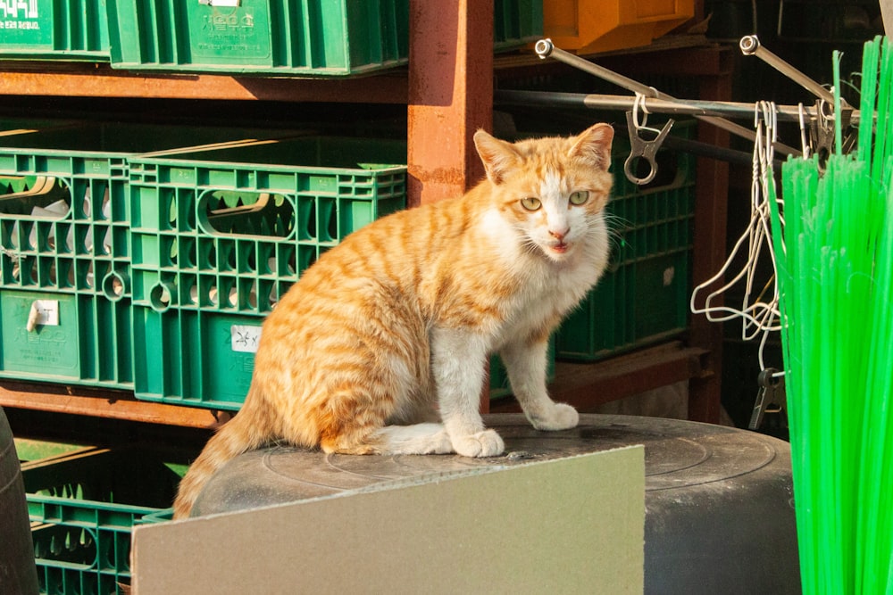 an orange and white cat sitting on top of a piece of metal