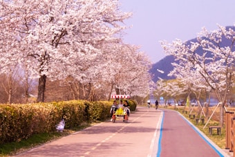 A scenic path lined with blooming cherry blossom trees, with cyclists and people leisurely riding a yellow pedal cart along the road. The trees are full of white flowers, and a row of neatly trimmed bushes separates the path. In the background, a calm body of water and distant hills create a serene atmosphere.