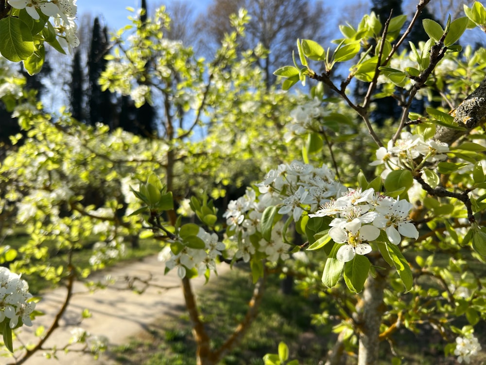 흰 꽃과 녹색 잎이있는 나무
