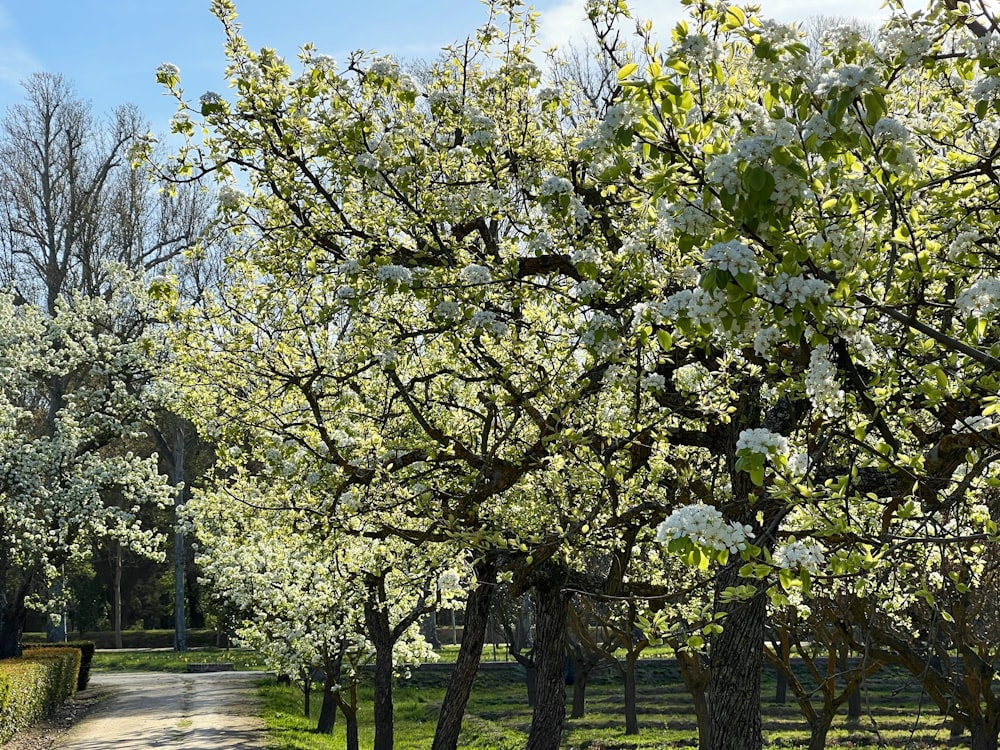 a dirt road surrounded by trees with white flowers