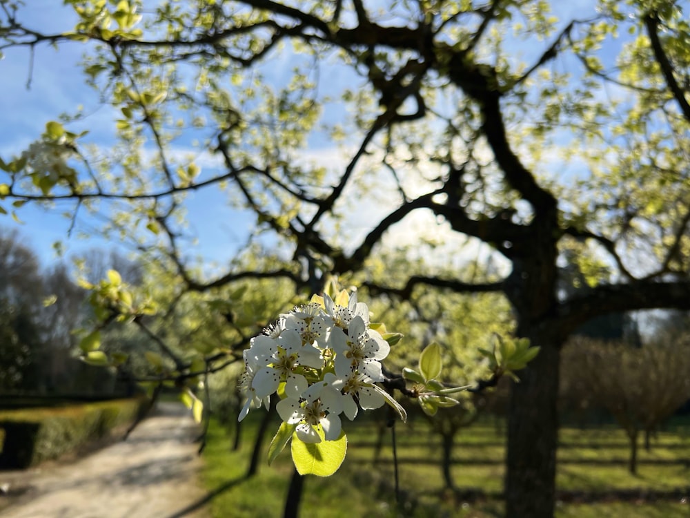 a tree with white flowers in the foreground and a path in the background
