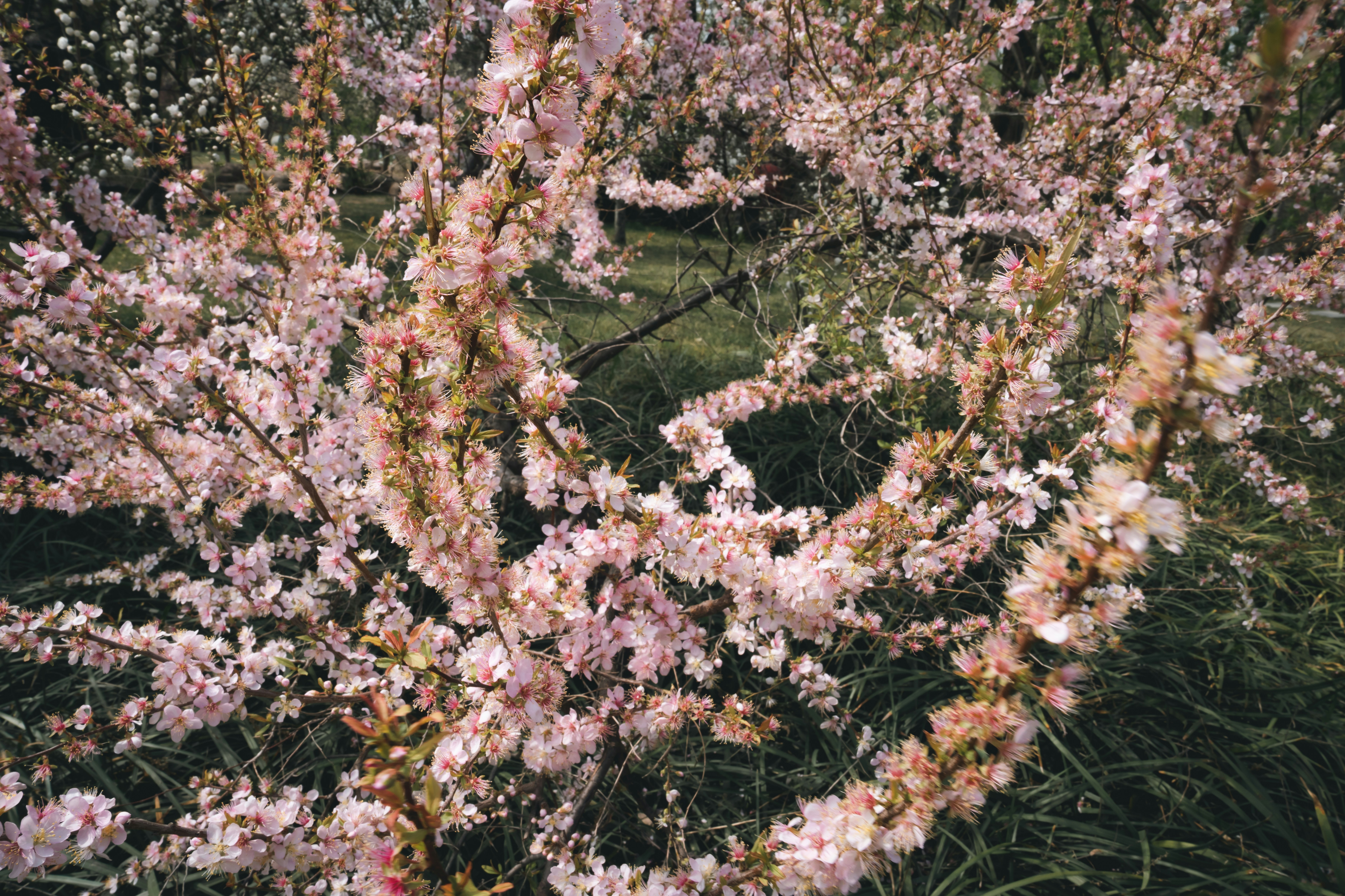 a bunch of pink flowers that are in the grass