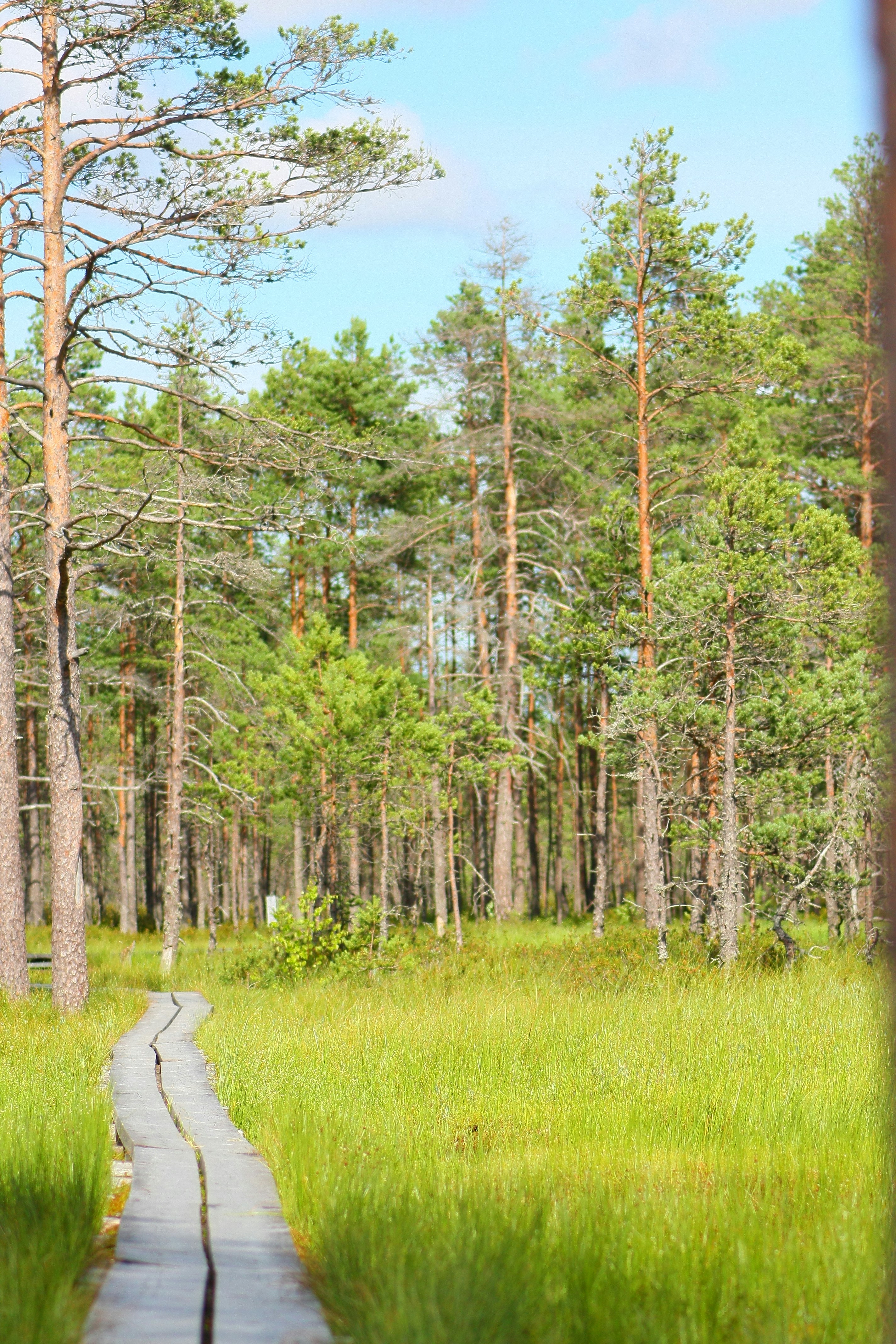 a path in the middle of a forest