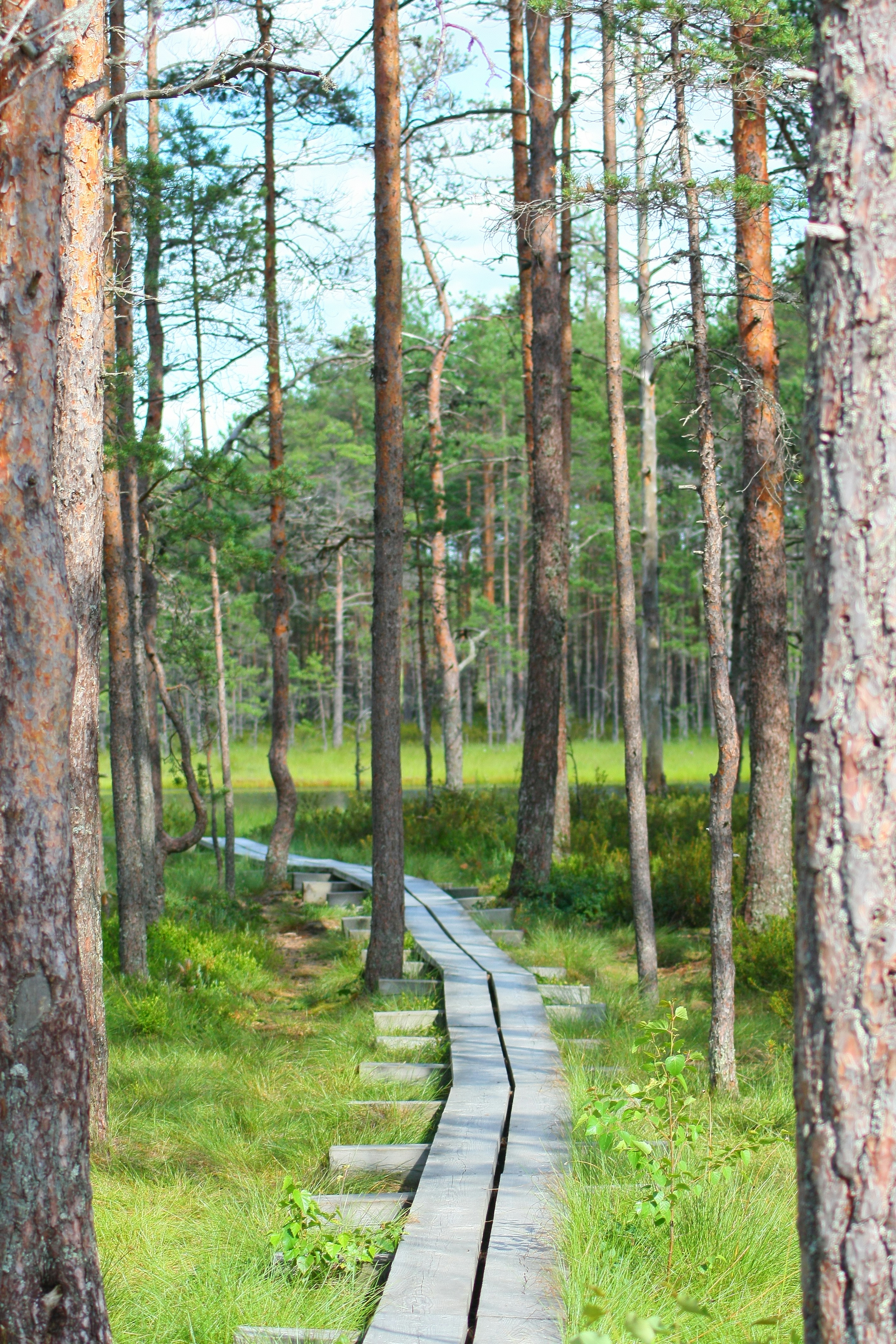 a wooden path in the middle of a forest