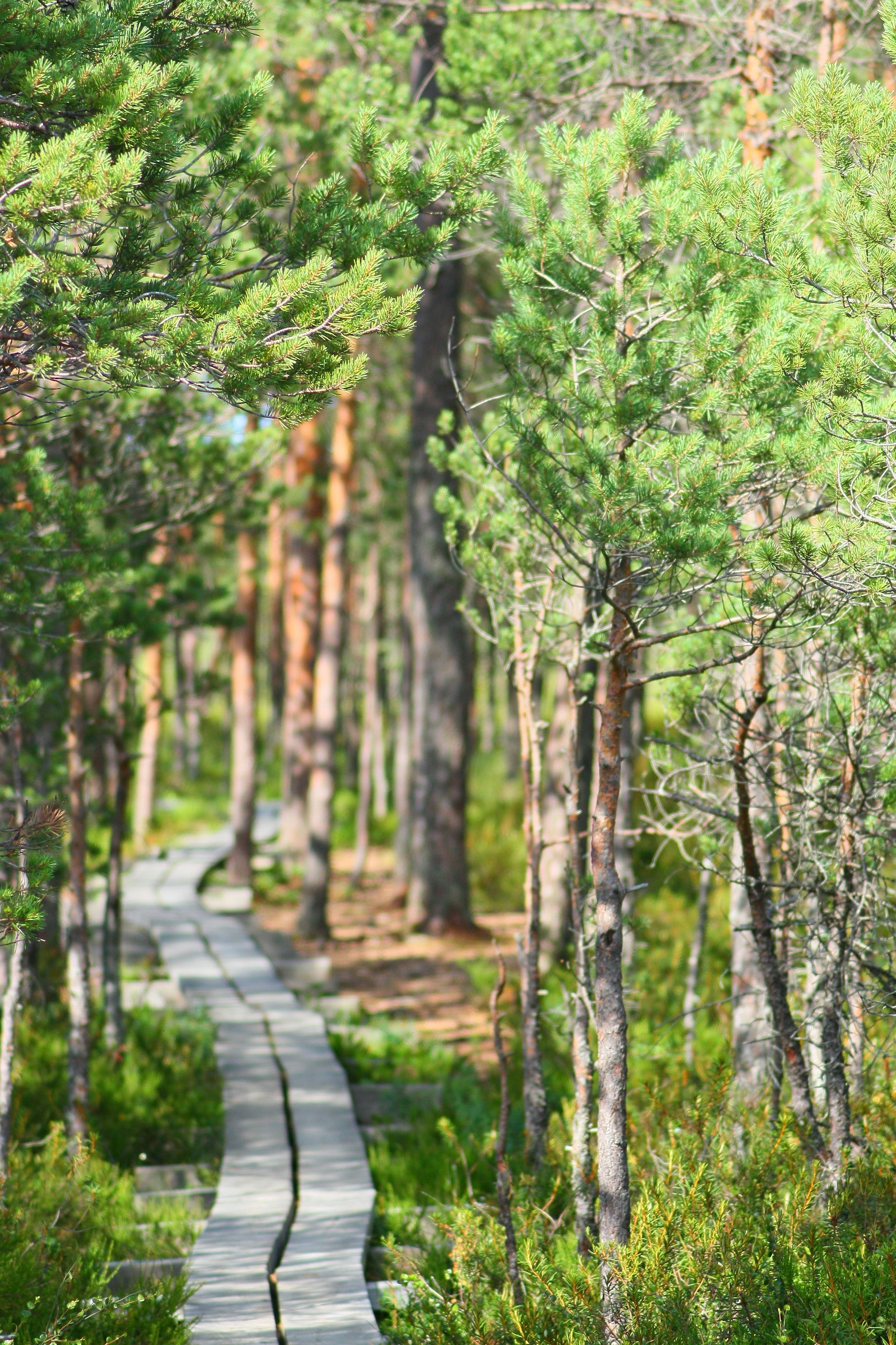 a path through a forest with lots of trees