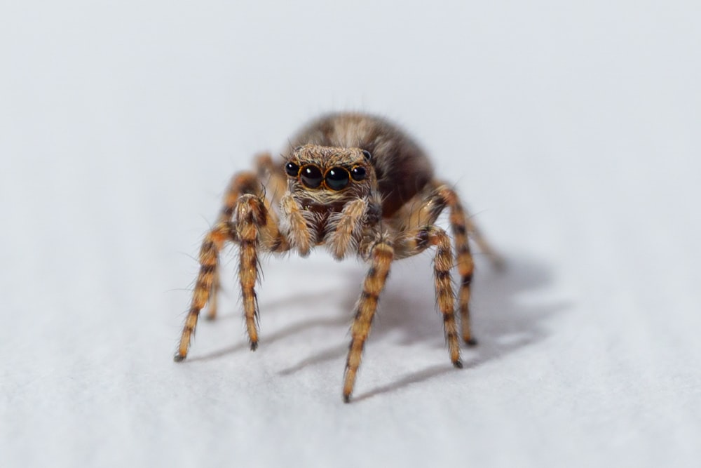 a close up of a spider on a white surface
