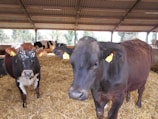Several cows inside a barn are surrounded by straw bedding on the ground. The cows have identification tags on their ears and the barn features a corrugated metal roof. Natural light enters through the open sides of the structure, providing a view of some trees outside.