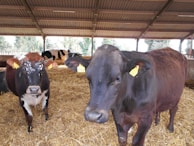 Several cows inside a barn are surrounded by straw bedding on the ground. The cows have identification tags on their ears and the barn features a corrugated metal roof. Natural light enters through the open sides of the structure, providing a view of some trees outside.