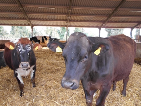 Several cows inside a barn are surrounded by straw bedding on the ground. The cows have identification tags on their ears and the barn features a corrugated metal roof. Natural light enters through the open sides of the structure, providing a view of some trees outside.