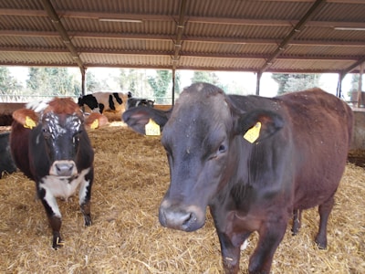 Several cows inside a barn are surrounded by straw bedding on the ground. The cows have identification tags on their ears and the barn features a corrugated metal roof. Natural light enters through the open sides of the structure, providing a view of some trees outside.