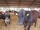Several cows inside a barn are surrounded by straw bedding on the ground. The cows have identification tags on their ears and the barn features a corrugated metal roof. Natural light enters through the open sides of the structure, providing a view of some trees outside.