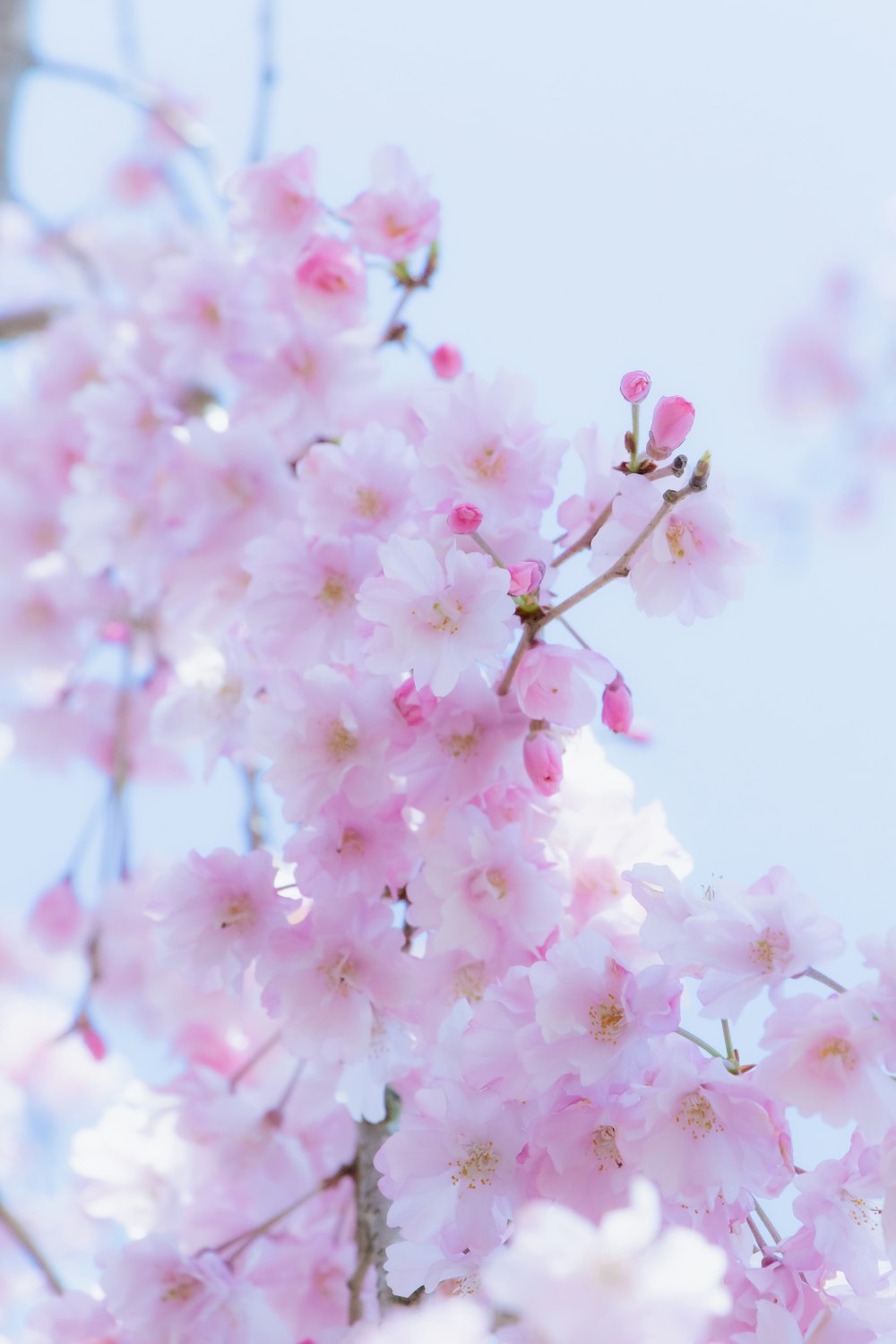 a close up of pink flowers on a tree