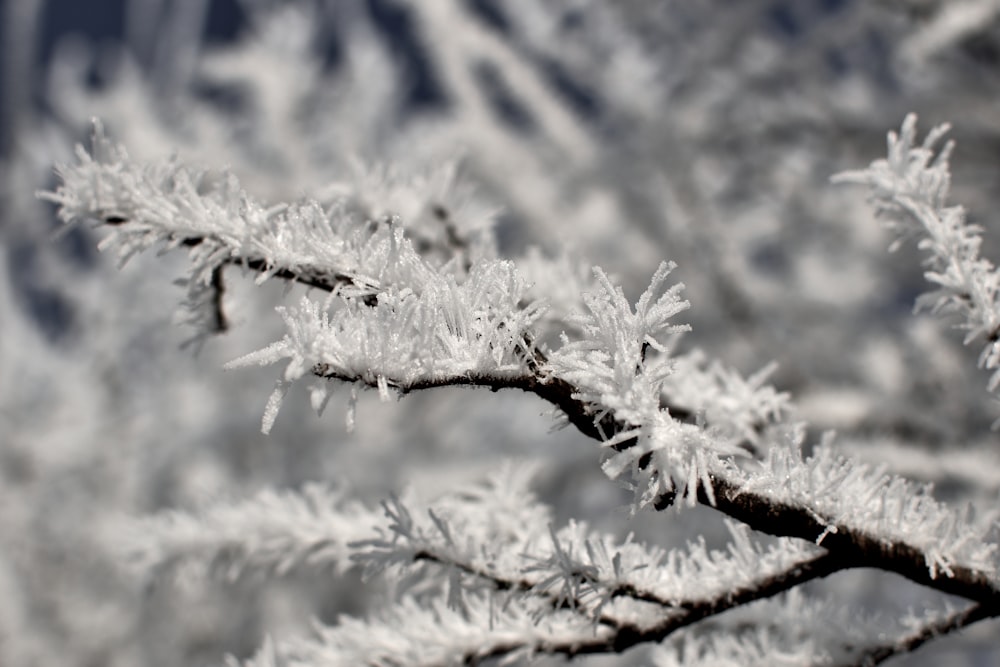 a close up of a tree branch with snow on it