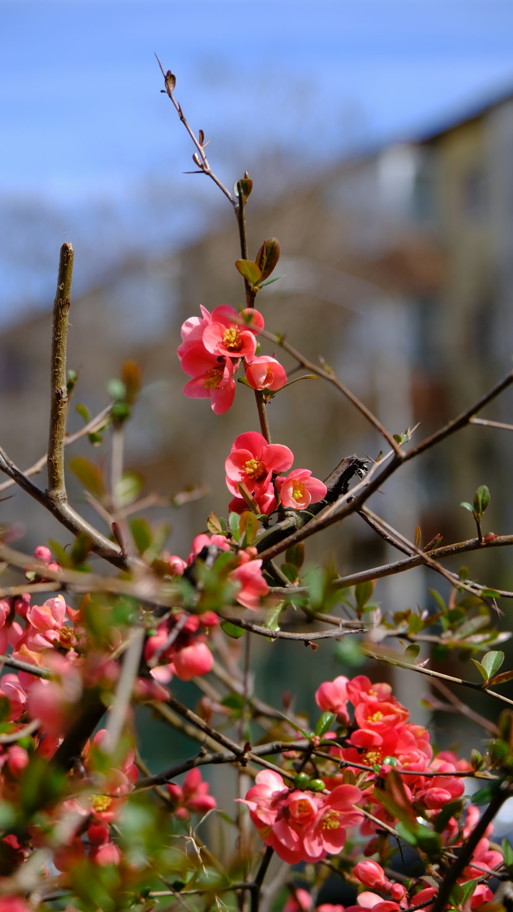 a small branch with pink flowers on it