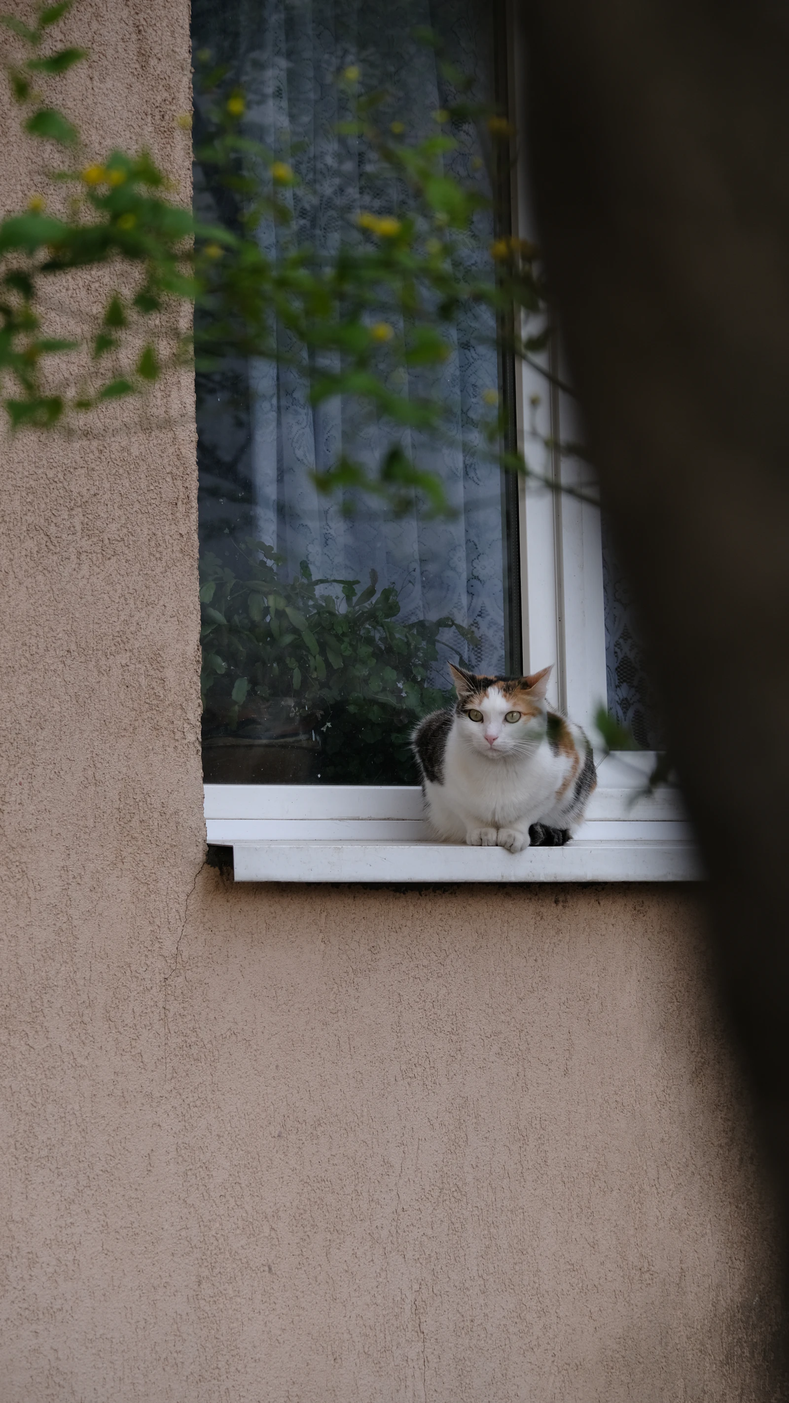 A calico cat resting on a white window sill of a beige stucco building with green leaves in the foreground