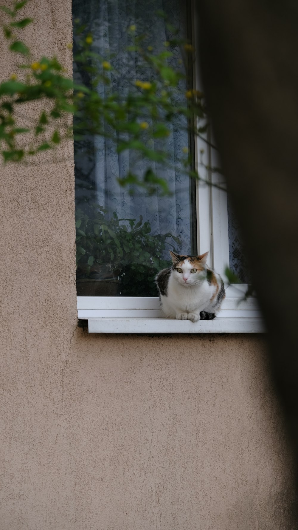 a cat sitting on a window sill looking out the window