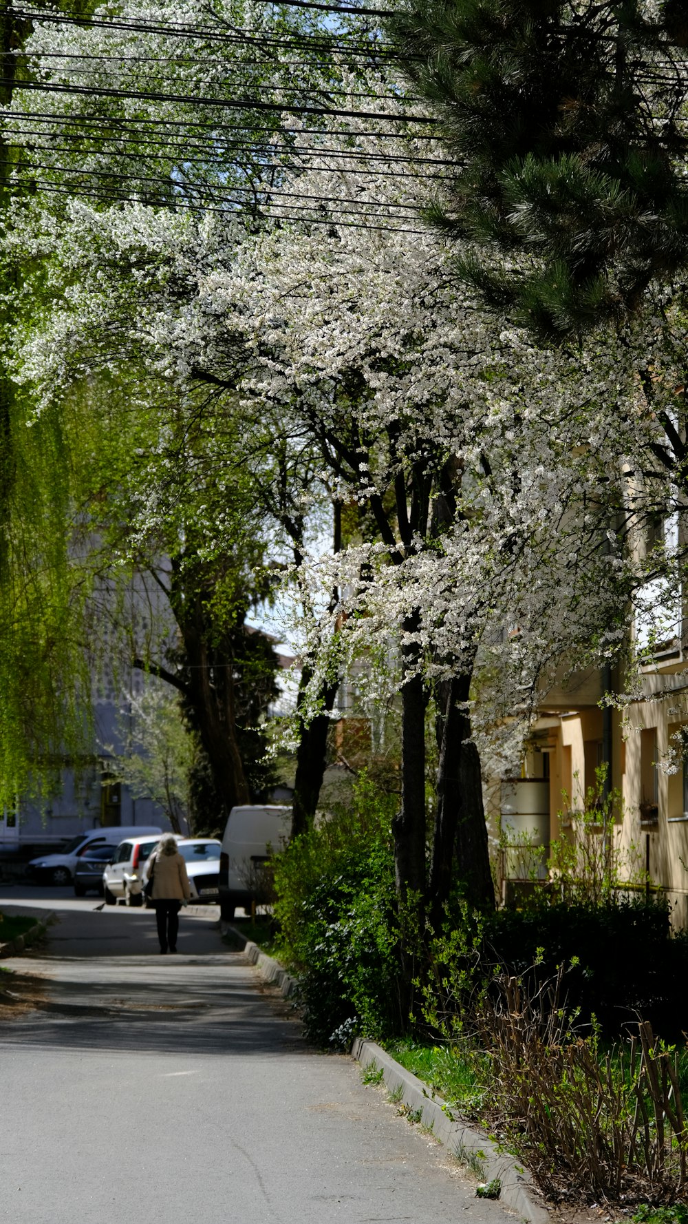 a person walking down a street next to trees