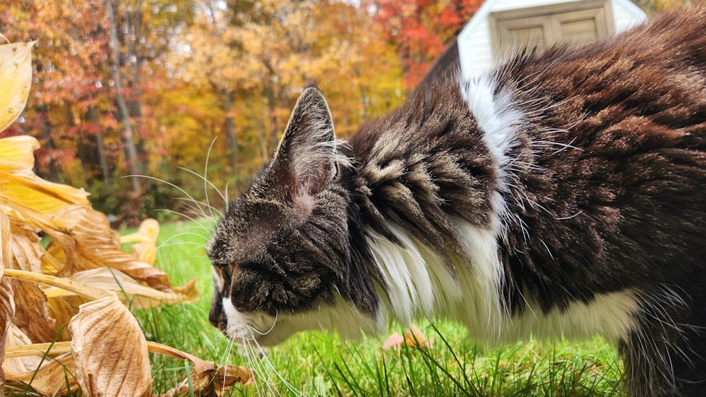 a cat standing on top of a lush green field