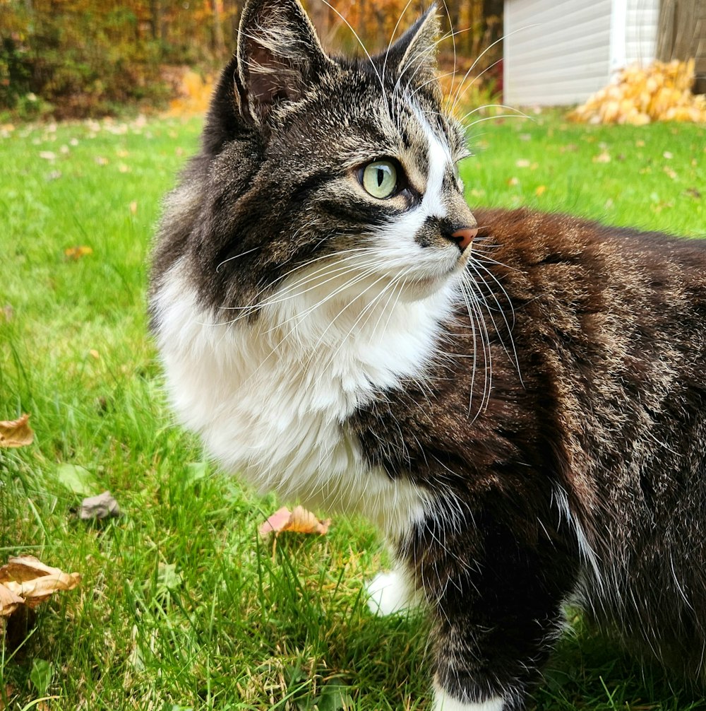 a cat that is standing in the grass