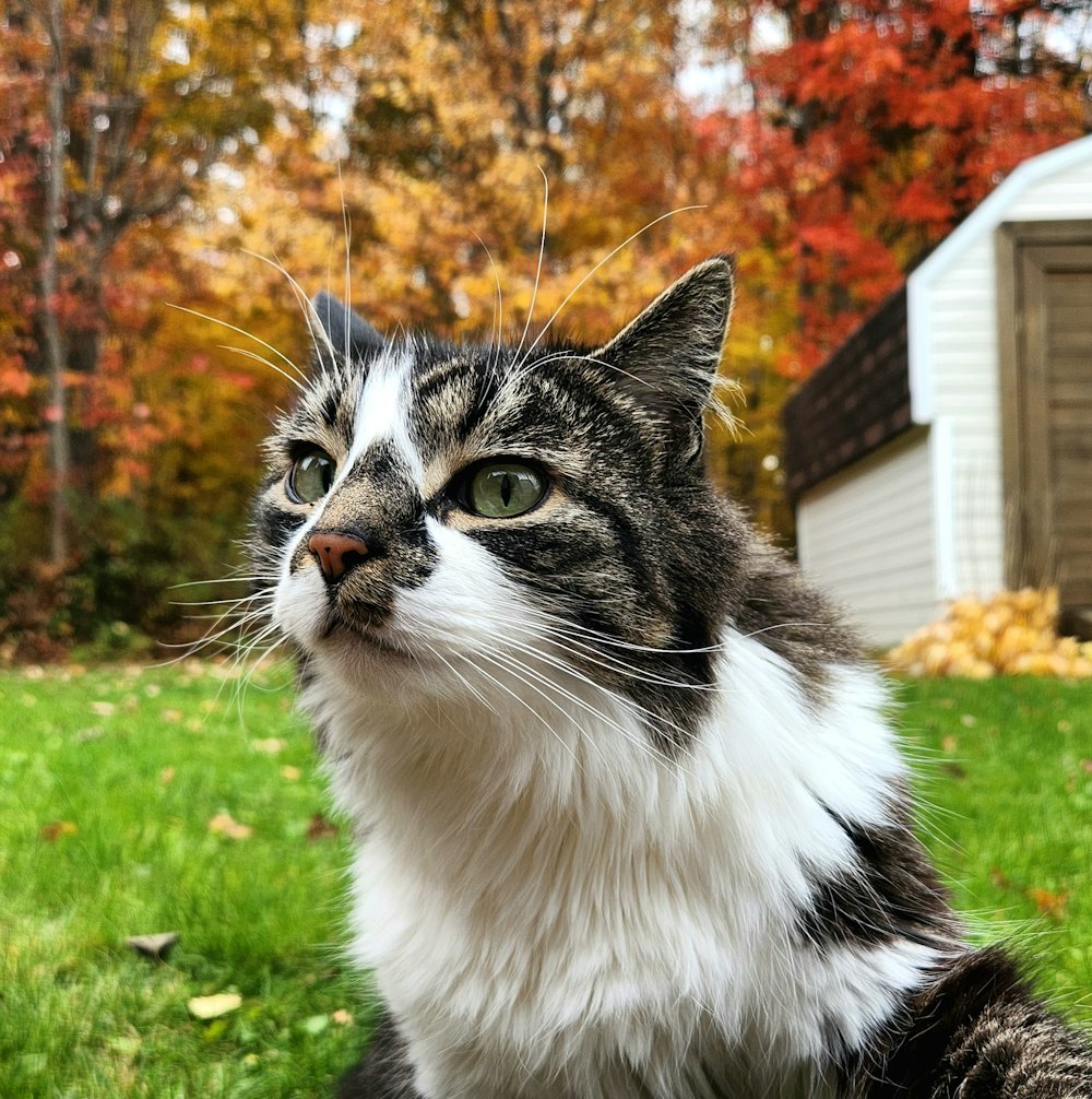 a close up of a cat on a grass field