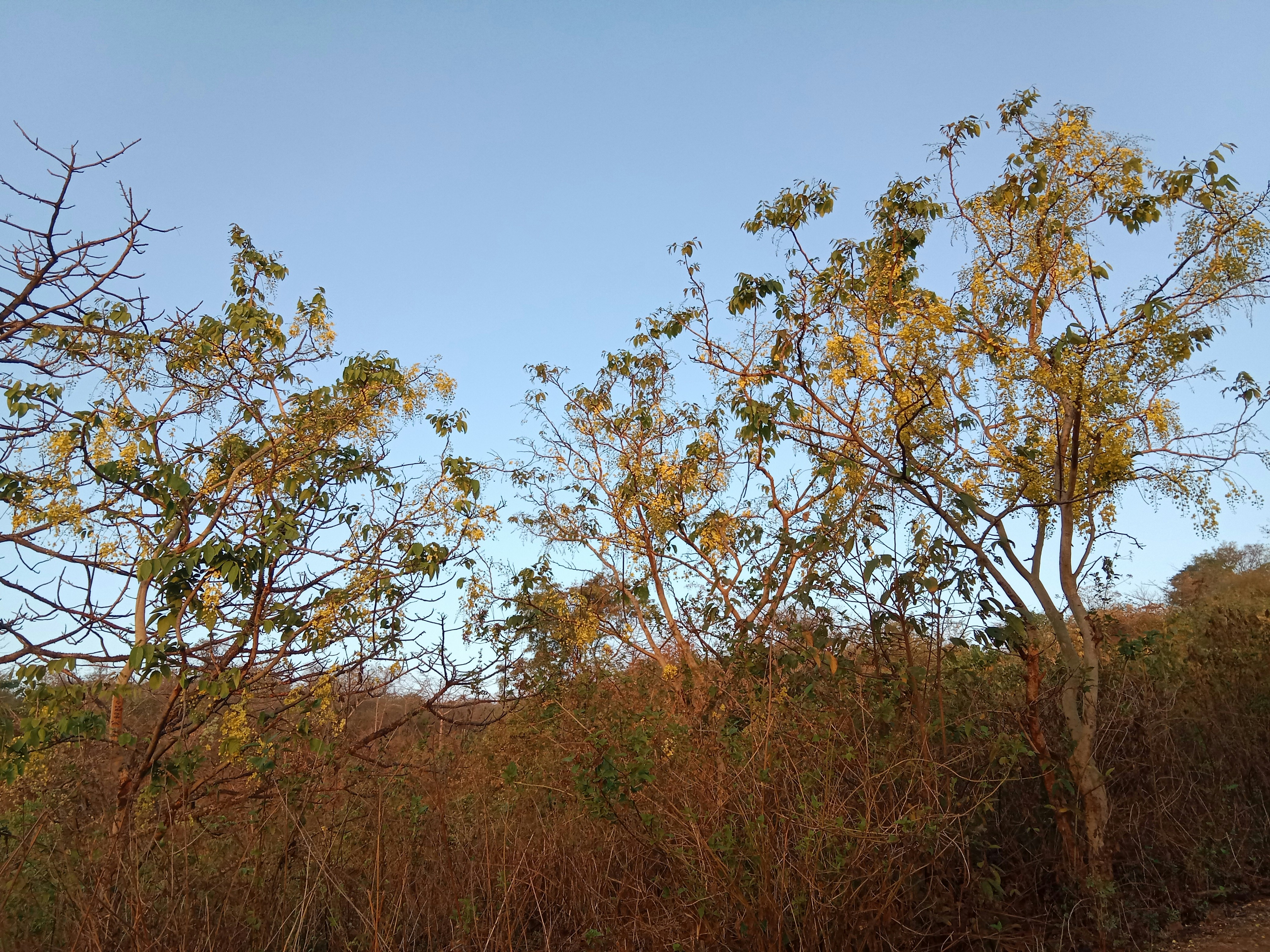 a group of trees that are next to a road