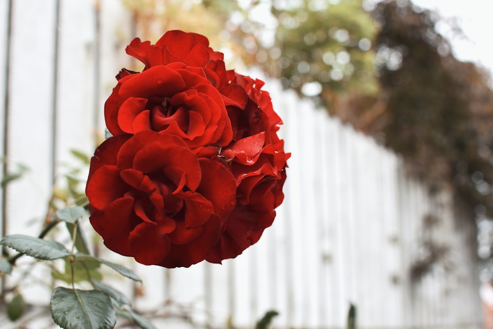 a red rose is in the foreground of a white fence