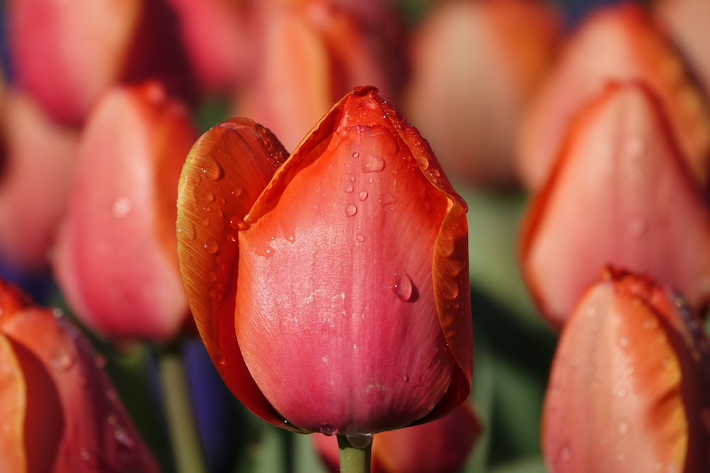 un primo piano di un mazzo di fiori con goccioline d'acqua su di loro