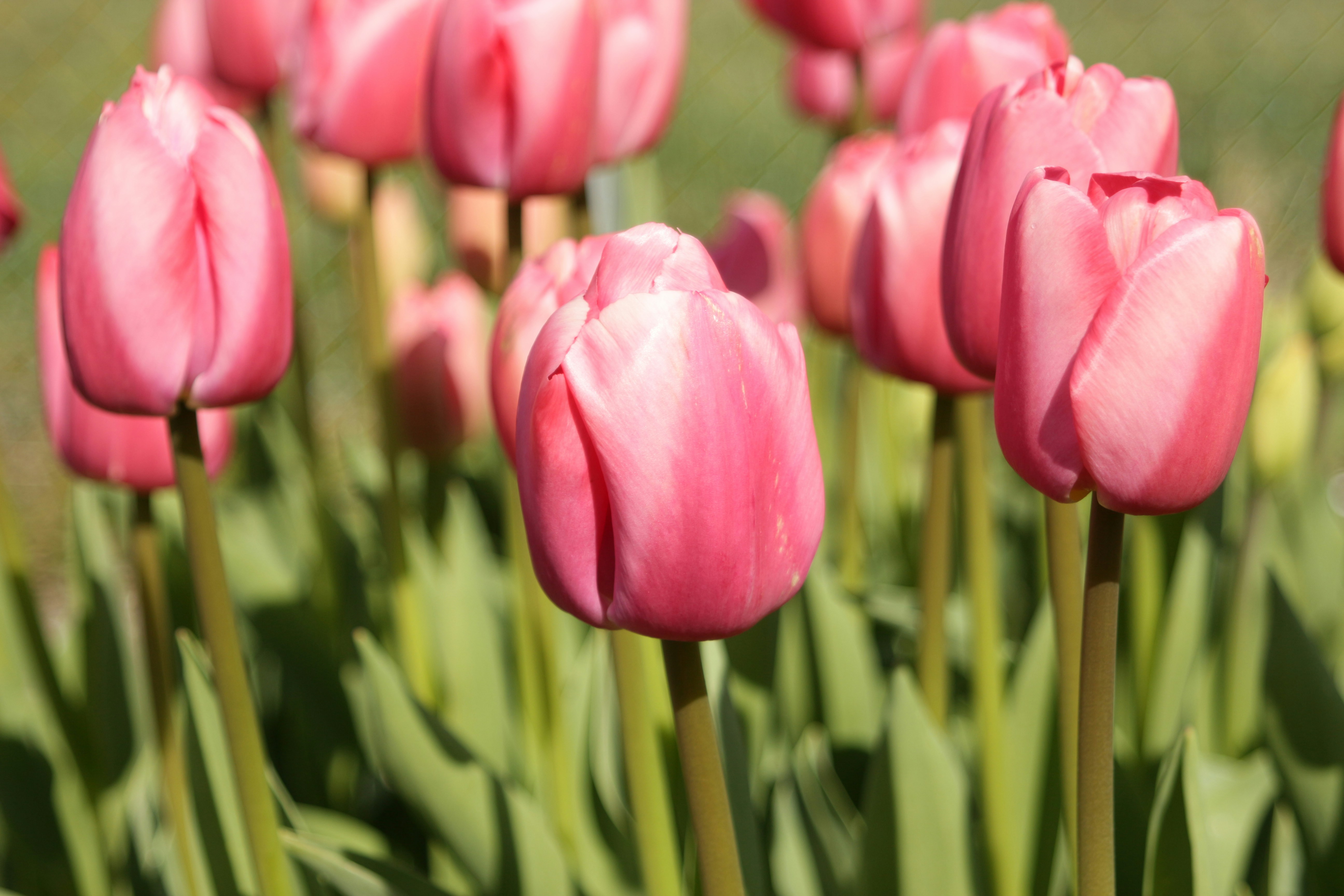 Photo by vanelkphotography