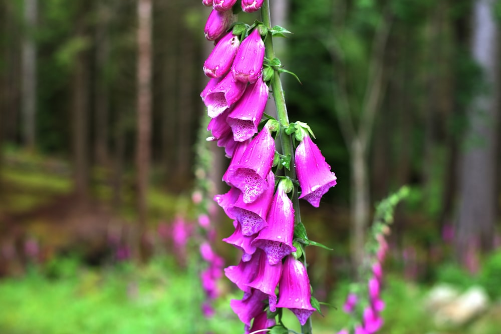purple flowers blooming in a forest on a sunny day
