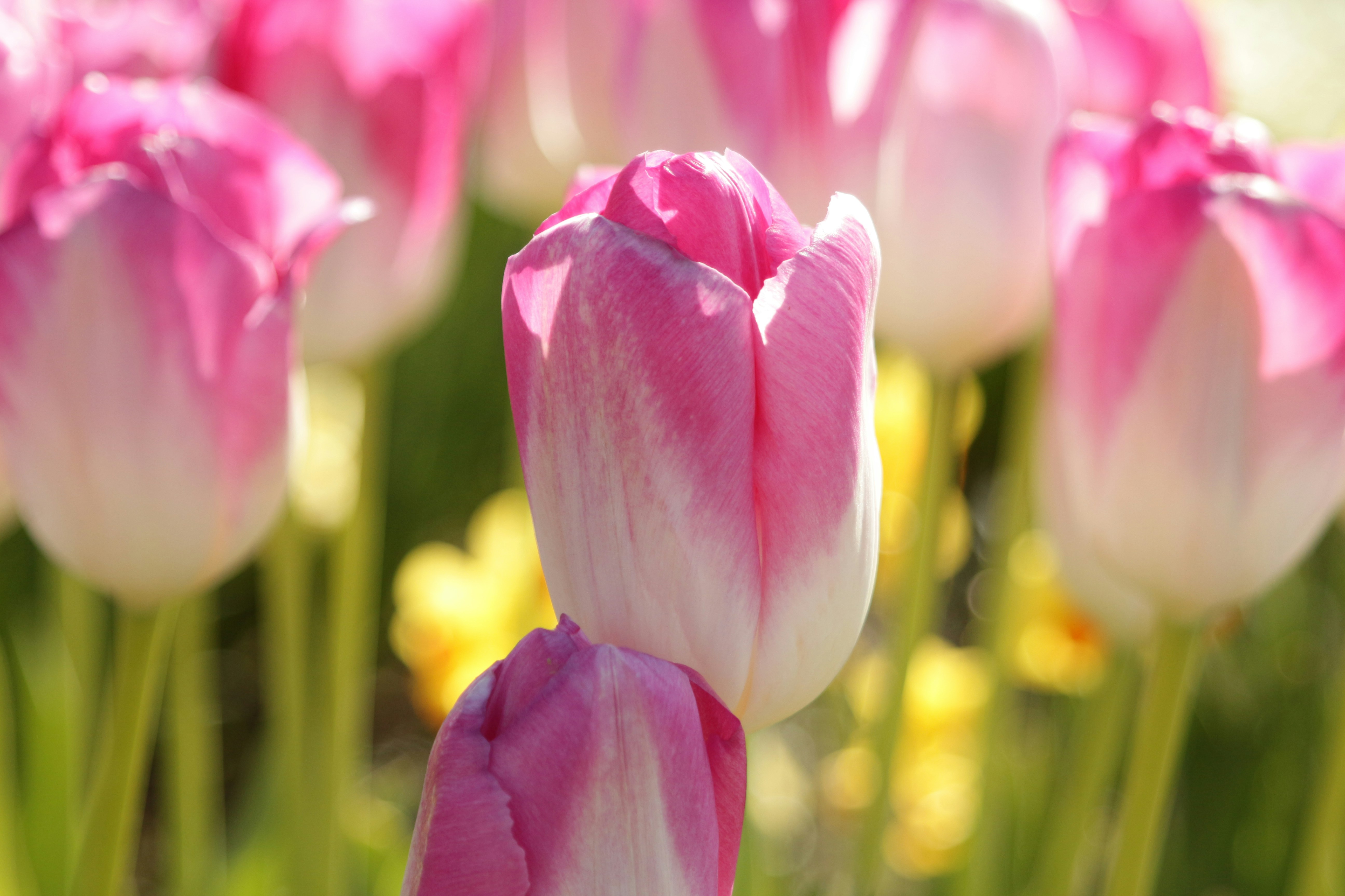 Photo by vanelkphotography