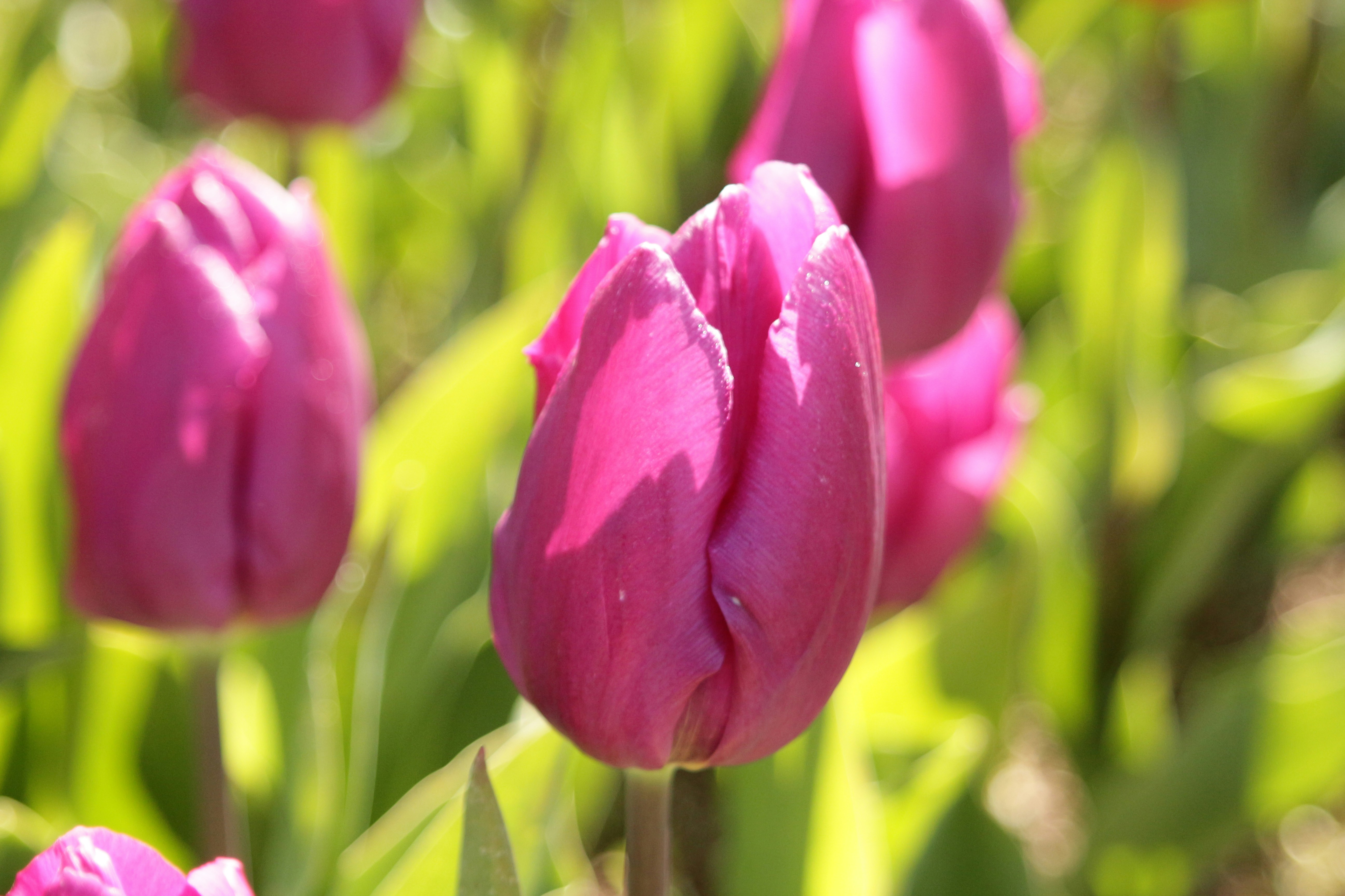 Photo by vanelkphotography