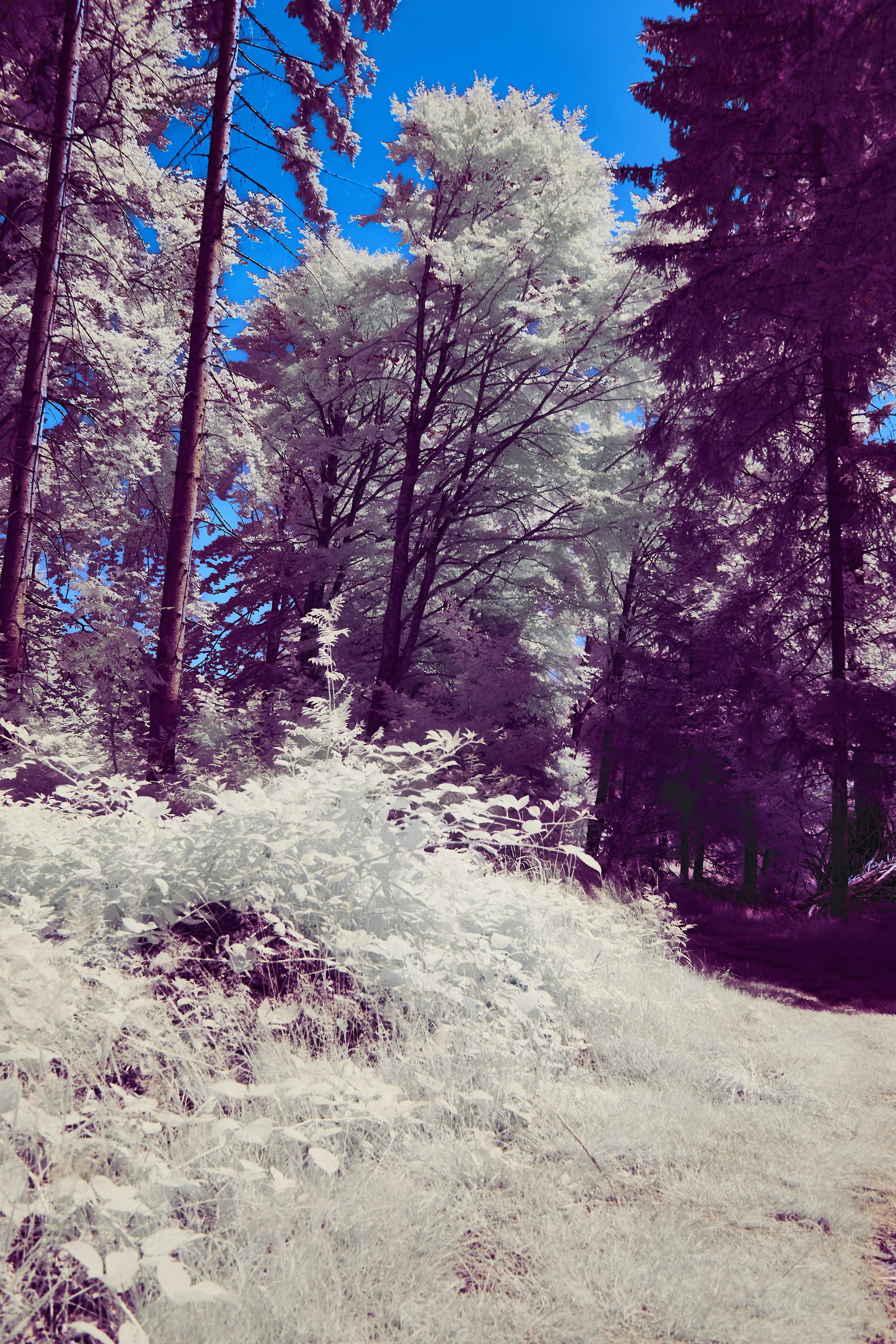 Photo by wolfgang_hasselmann