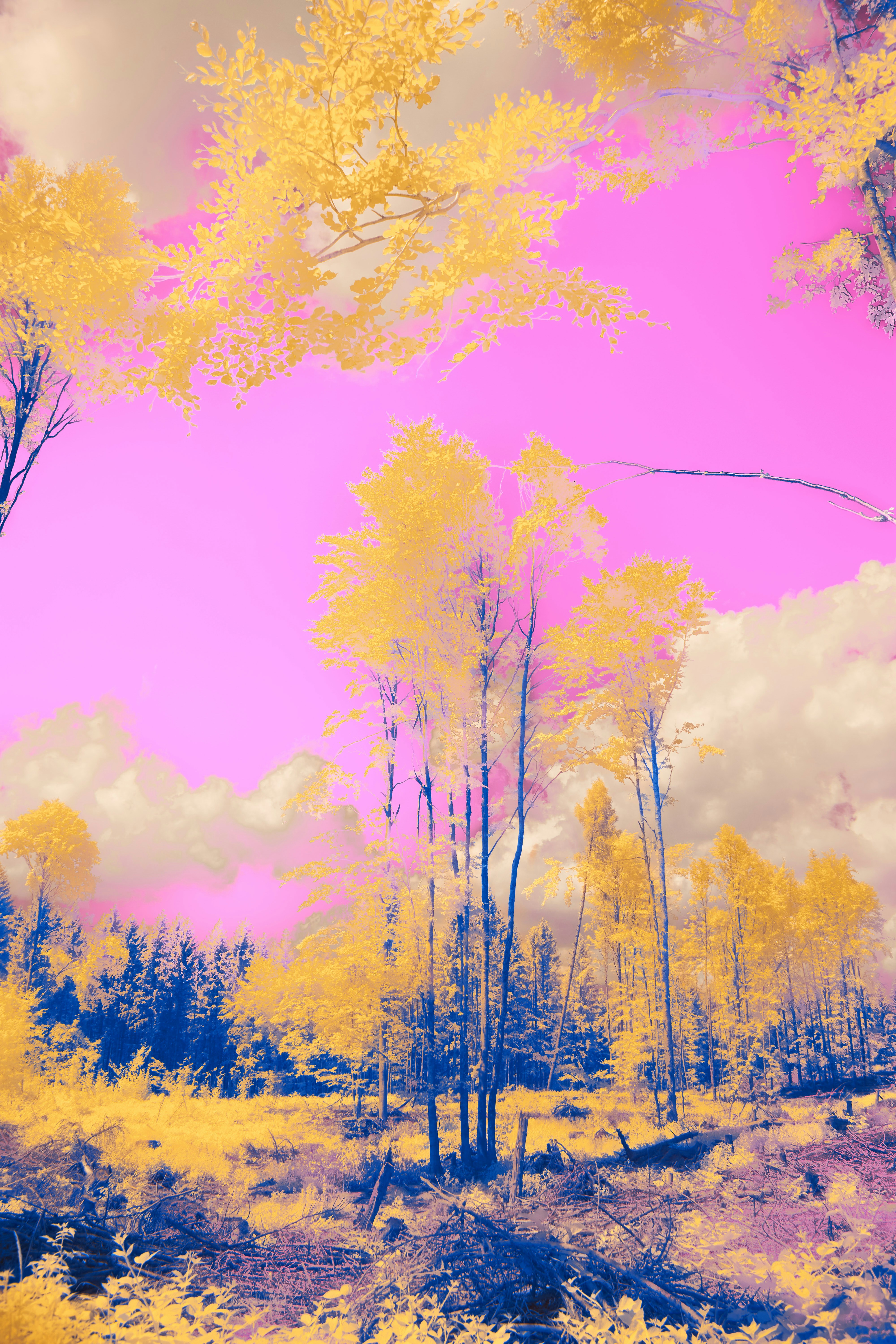 Photo by wolfgang_hasselmann