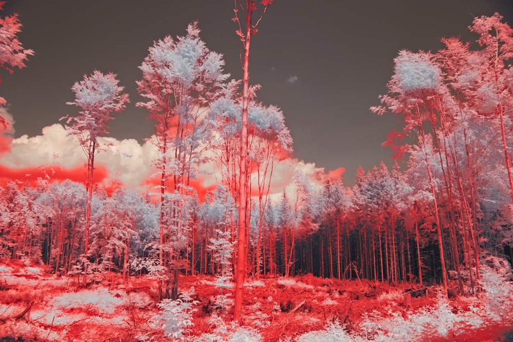 infrared image of trees in a forest