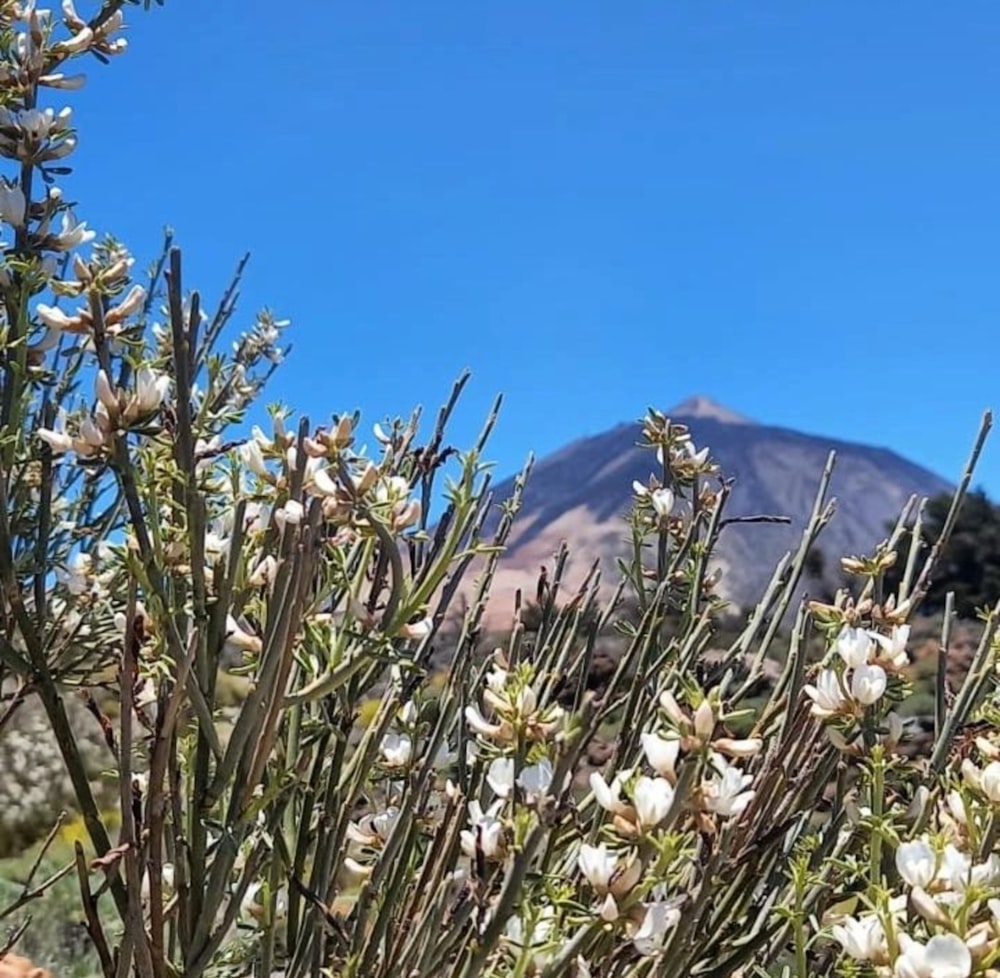 a bush with white flowers in front of a mountain