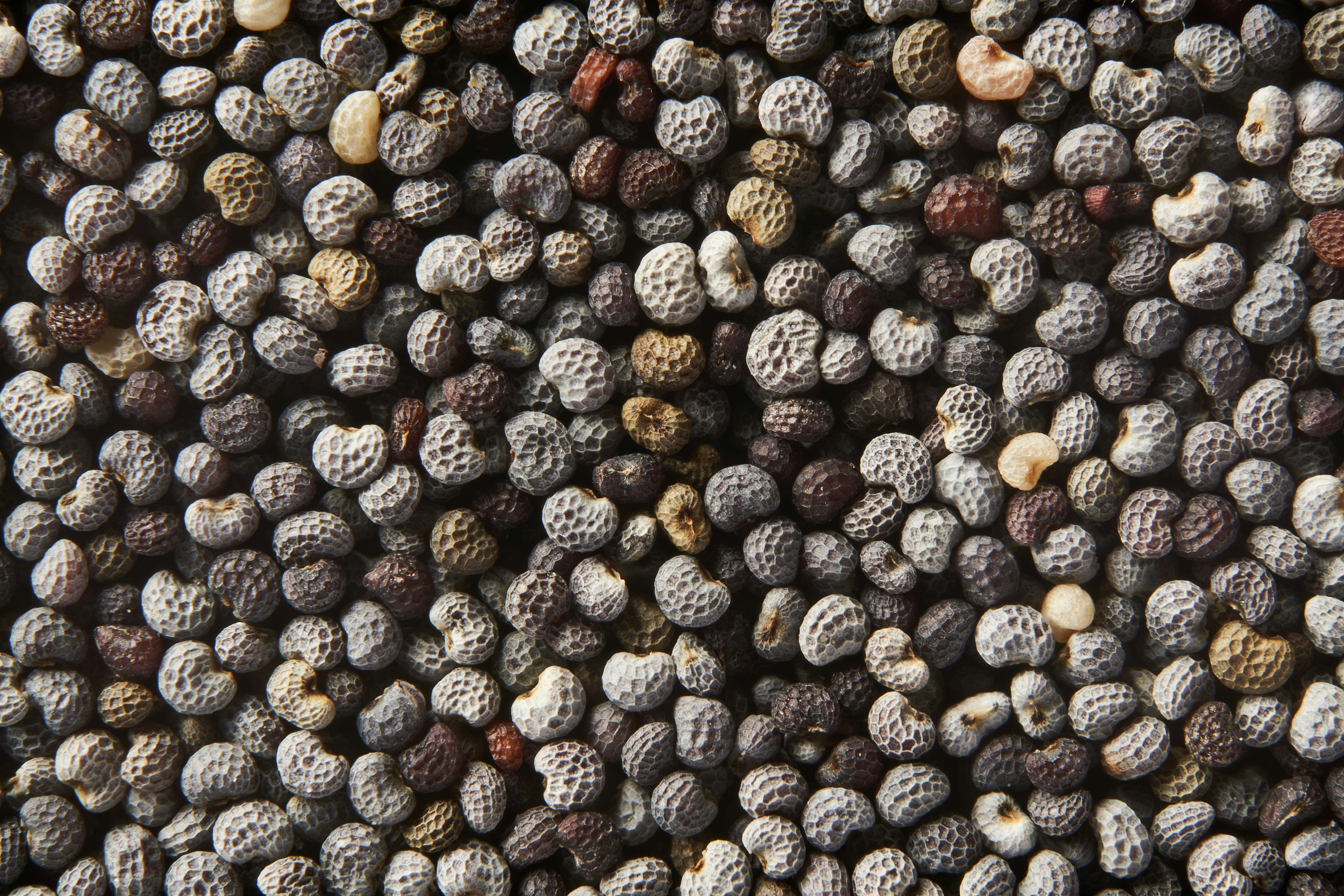 Photo by wolfgang_hasselmann