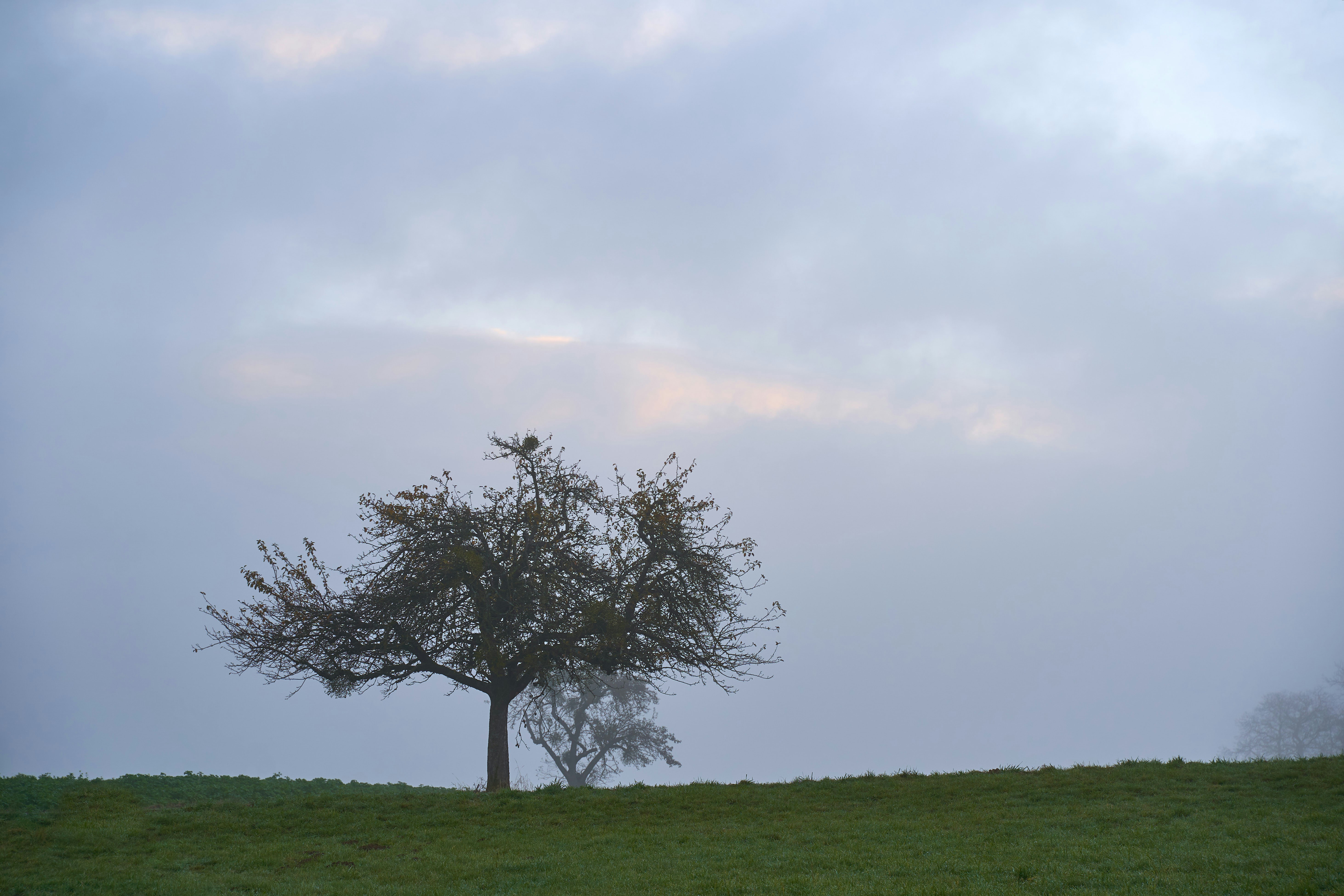 Photo by wolfgang_hasselmann