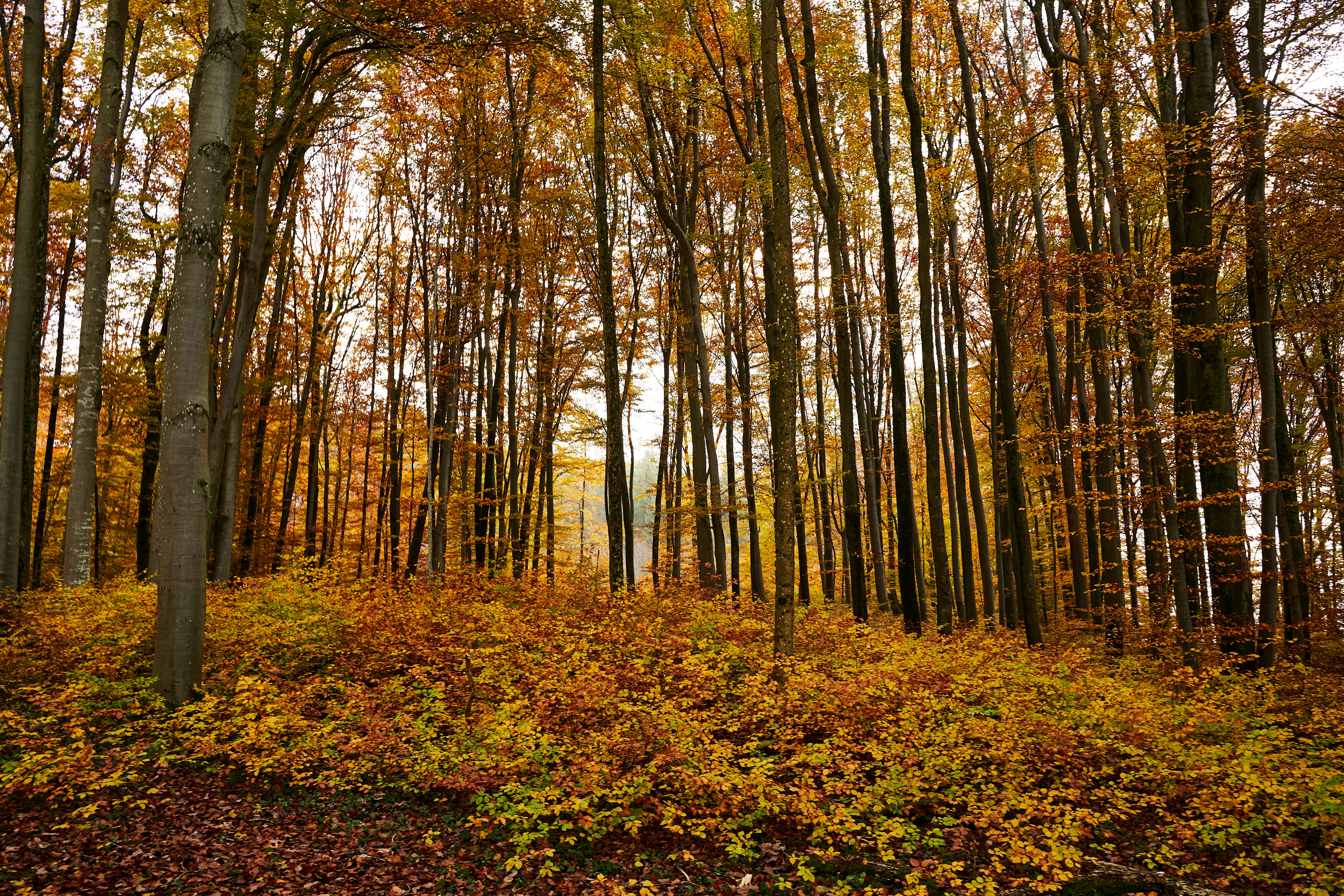 Photo by wolfgang_hasselmann