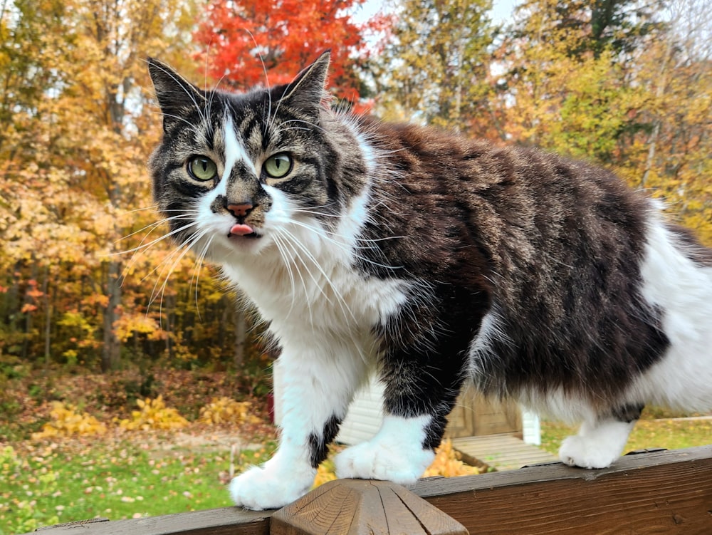 a cat standing on top of a wooden fence