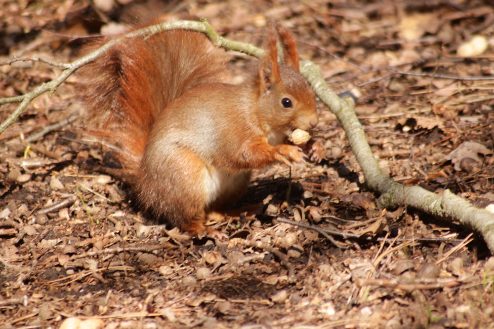 una ardilla comiendo un trozo de madera en el bosque