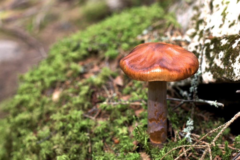 a close up of a mushroom on the ground